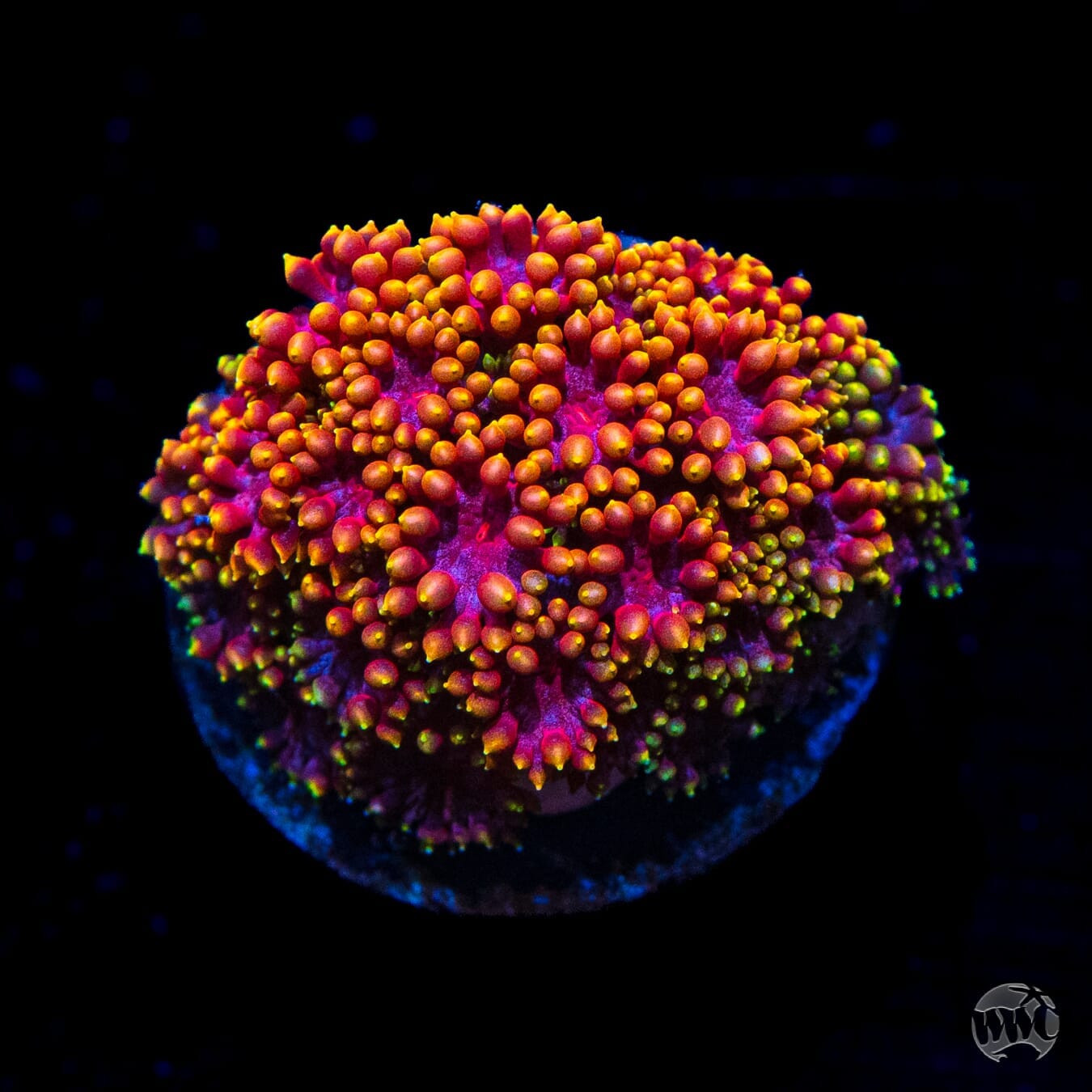 WWC Mai Tai Micro Goniopora - (NON-WYSIWYG)