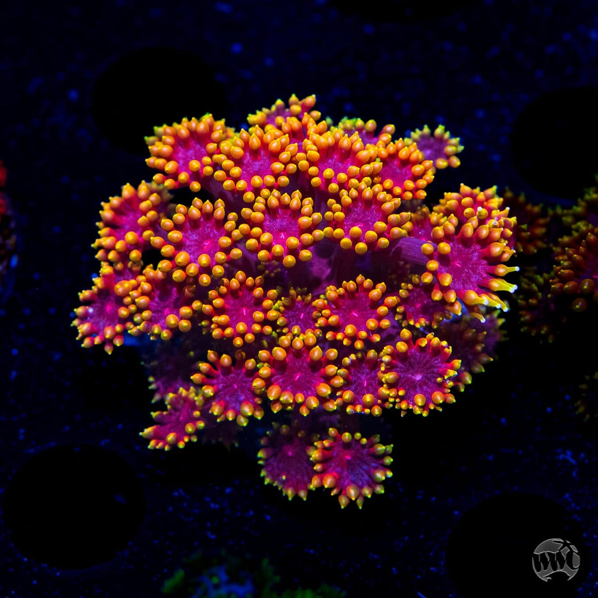 WWC Mai Tai Micro Goniopora - (NON-WYSIWYG)