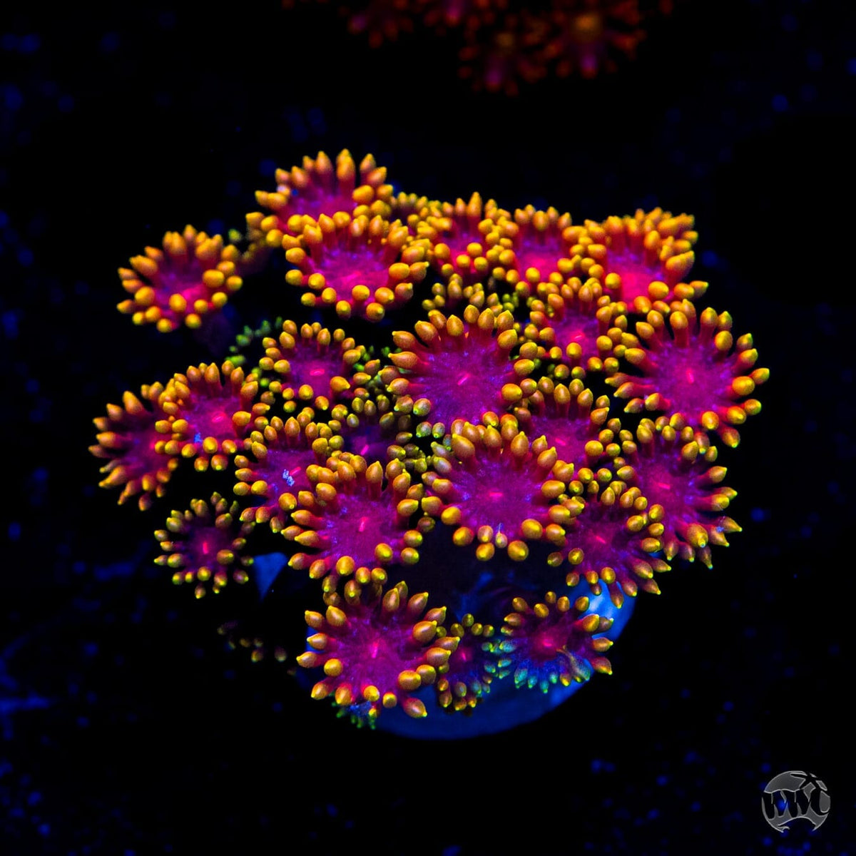 WWC Mai Tai Micro Goniopora - (NON-WYSIWYG)