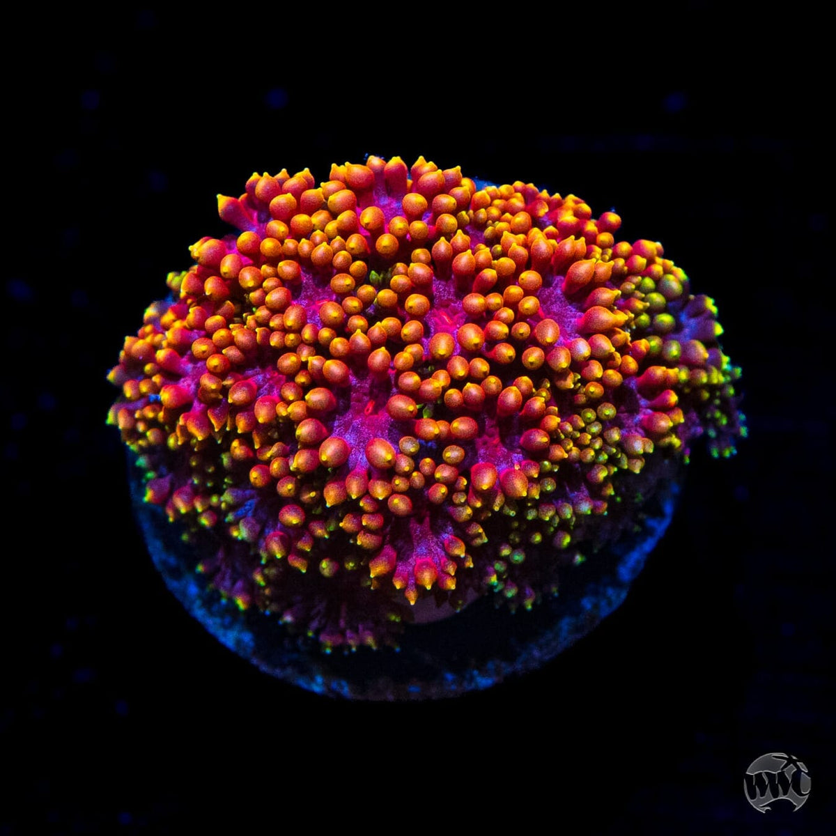 WWC Mai Tai Micro Goniopora - (NON-WYSIWYG)