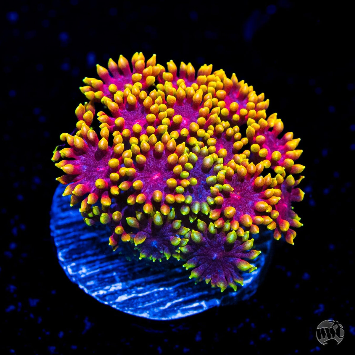 WWC Mai Tai Micro Goniopora - (NON-WYSIWYG)