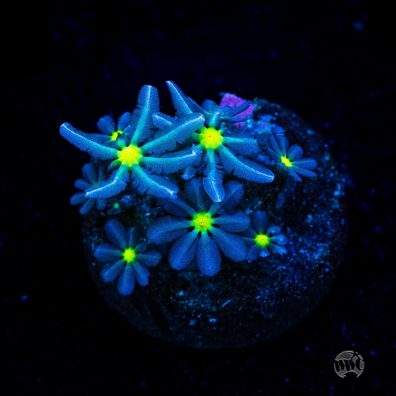WWC Midnight Diasy Polyps - (NON-WYSIWYG)