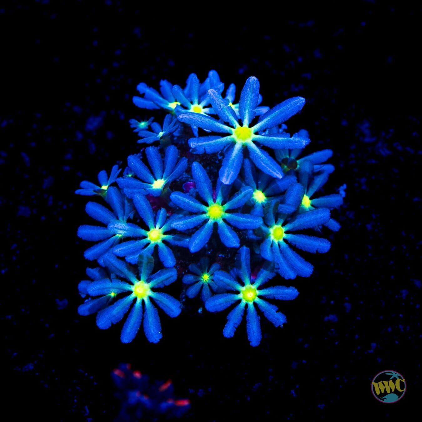 WWC Midnight Diasy Polyps - (NON-WYSIWYG)