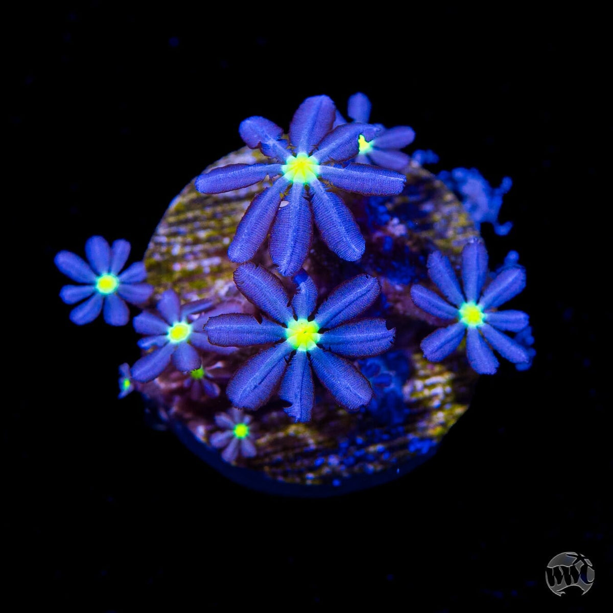 WWC Midnight Daisy Polyps - (NON-WYSIWYG)