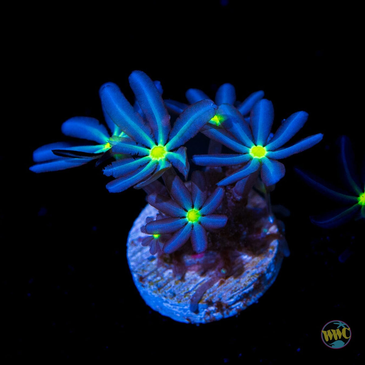 WWC Midnight Daisy Polyps - (NON-WYSIWYG)