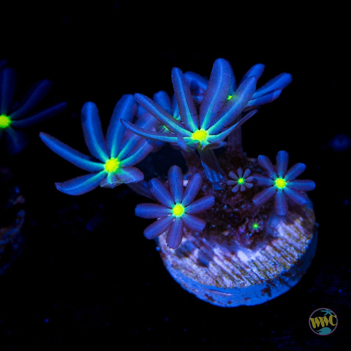 WWC Midnight Daisy Polyps - (NON-WYSIWYG)