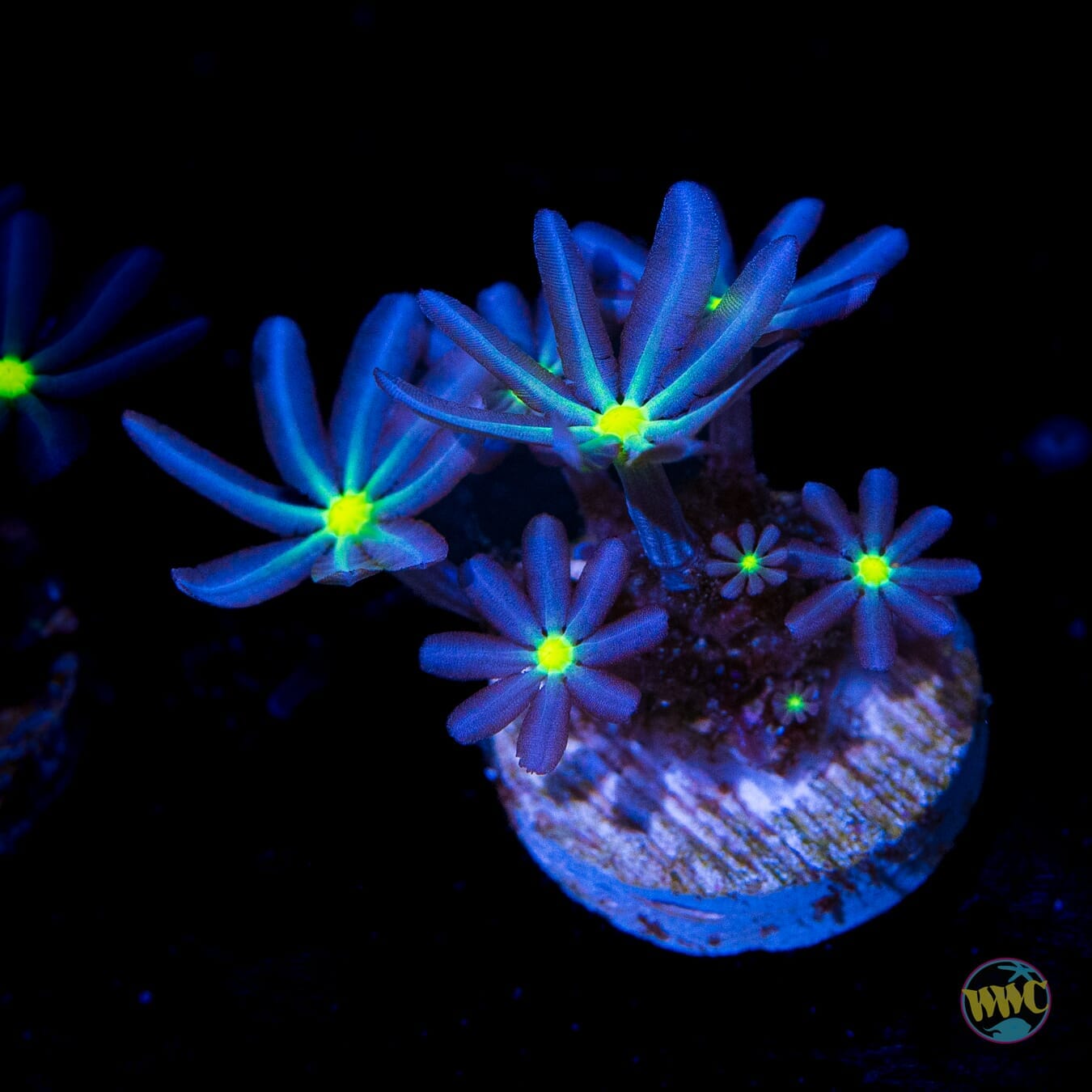 WWC Midnight Diasy Polyps - (NON-WYSIWYG)