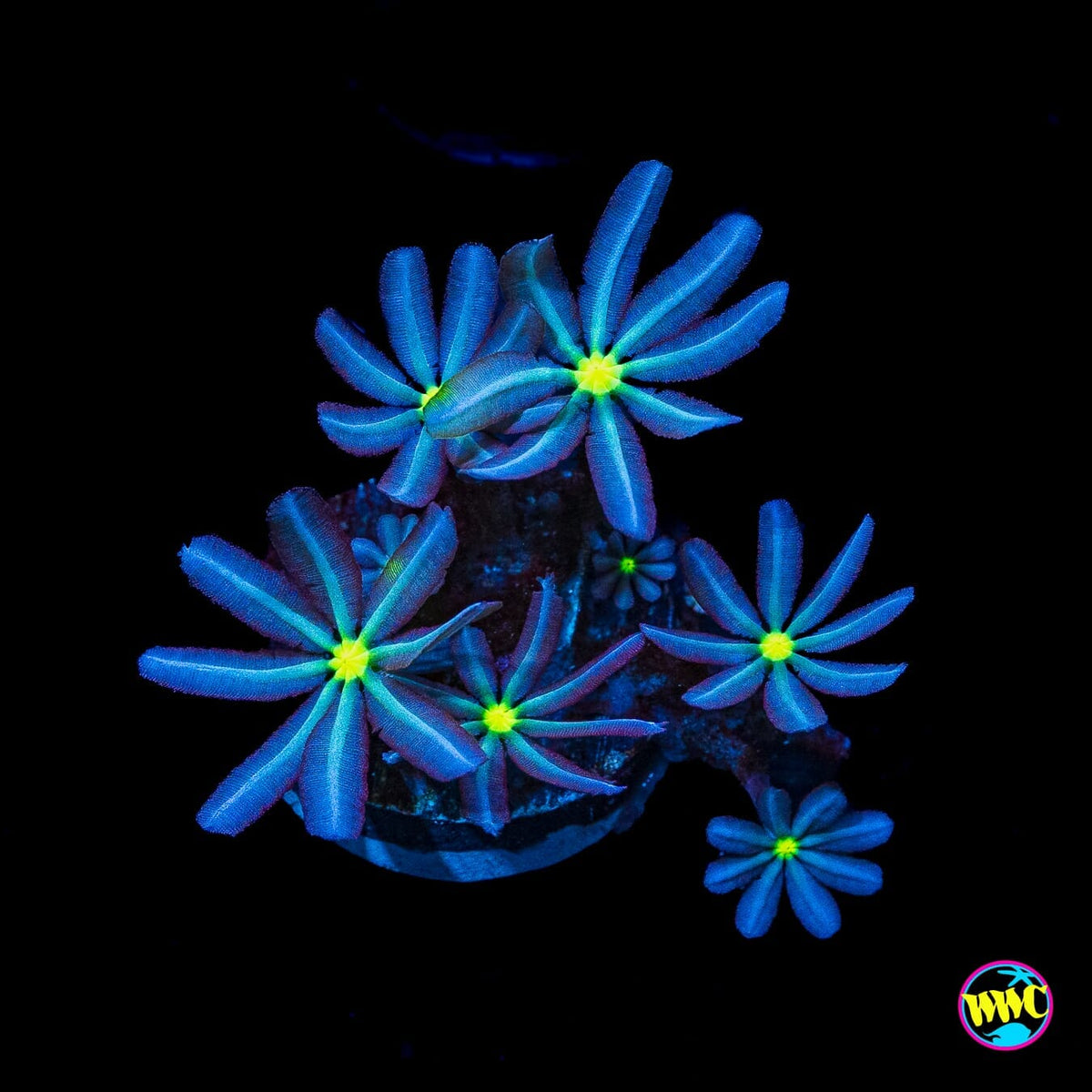 WWC Midnight Daisy Polyps - (NON-WYSIWYG)