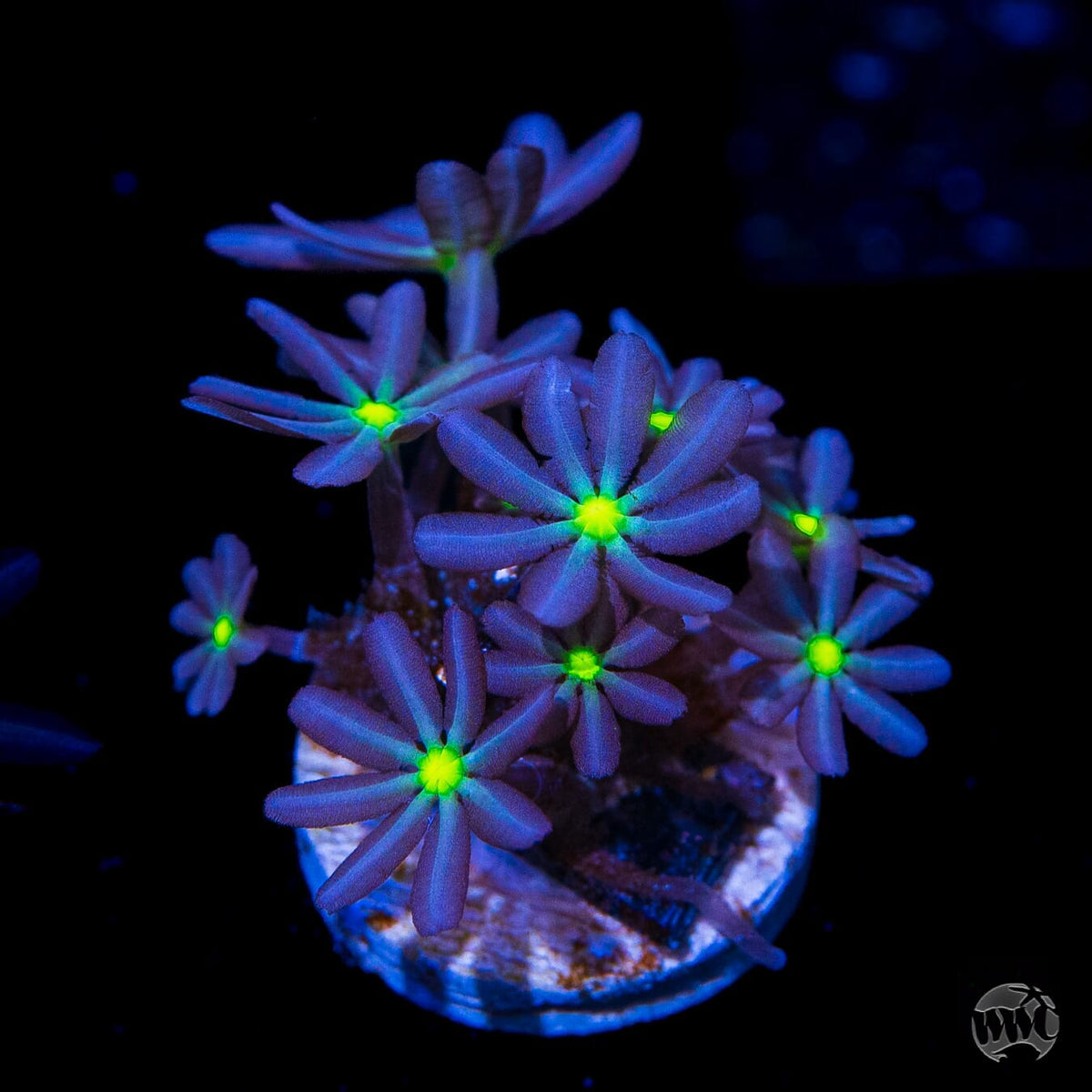 WWC Midnight Daisy Polyps - (NON-WYSIWYG)