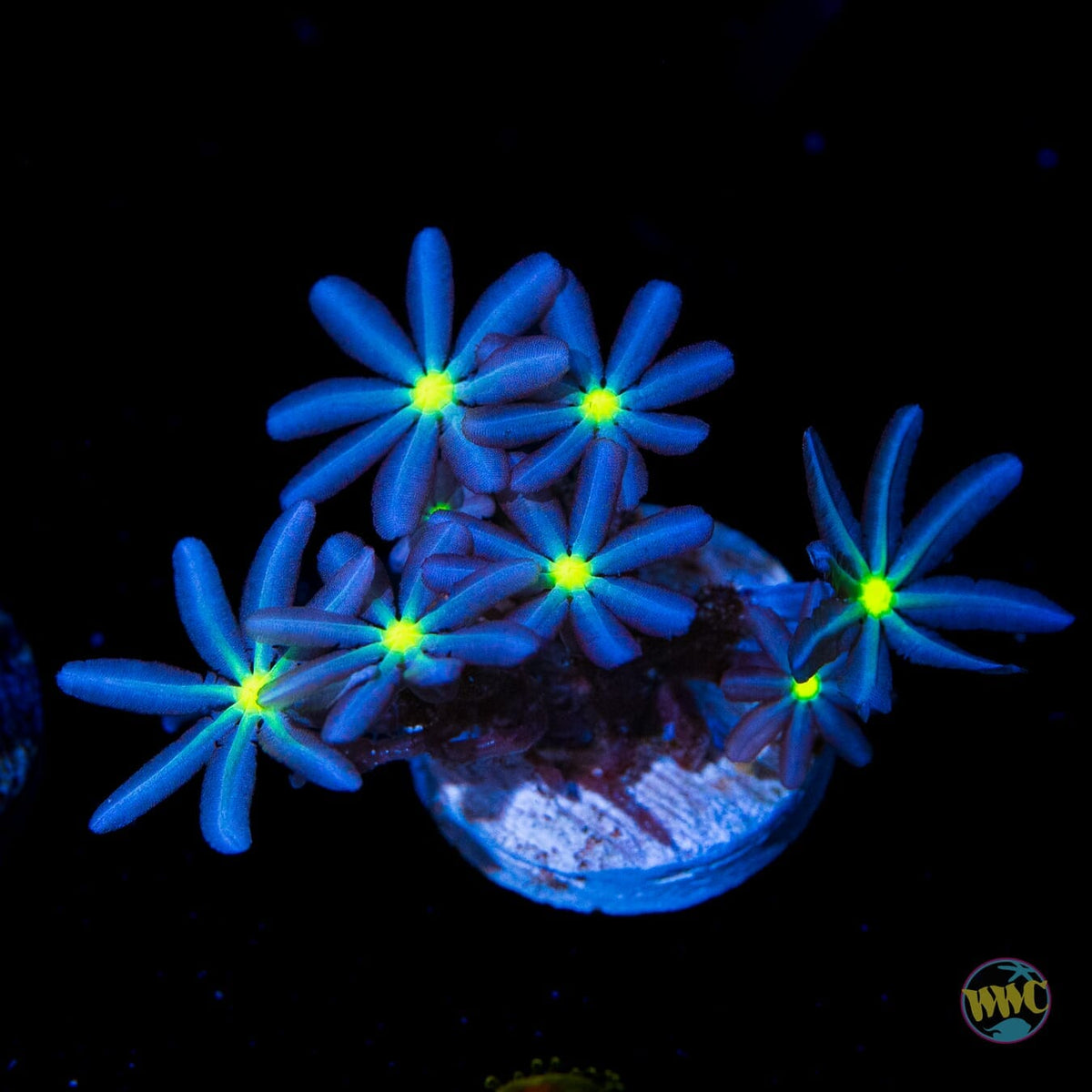 WWC Midnight Daisy Polyps - (NON-WYSIWYG)
