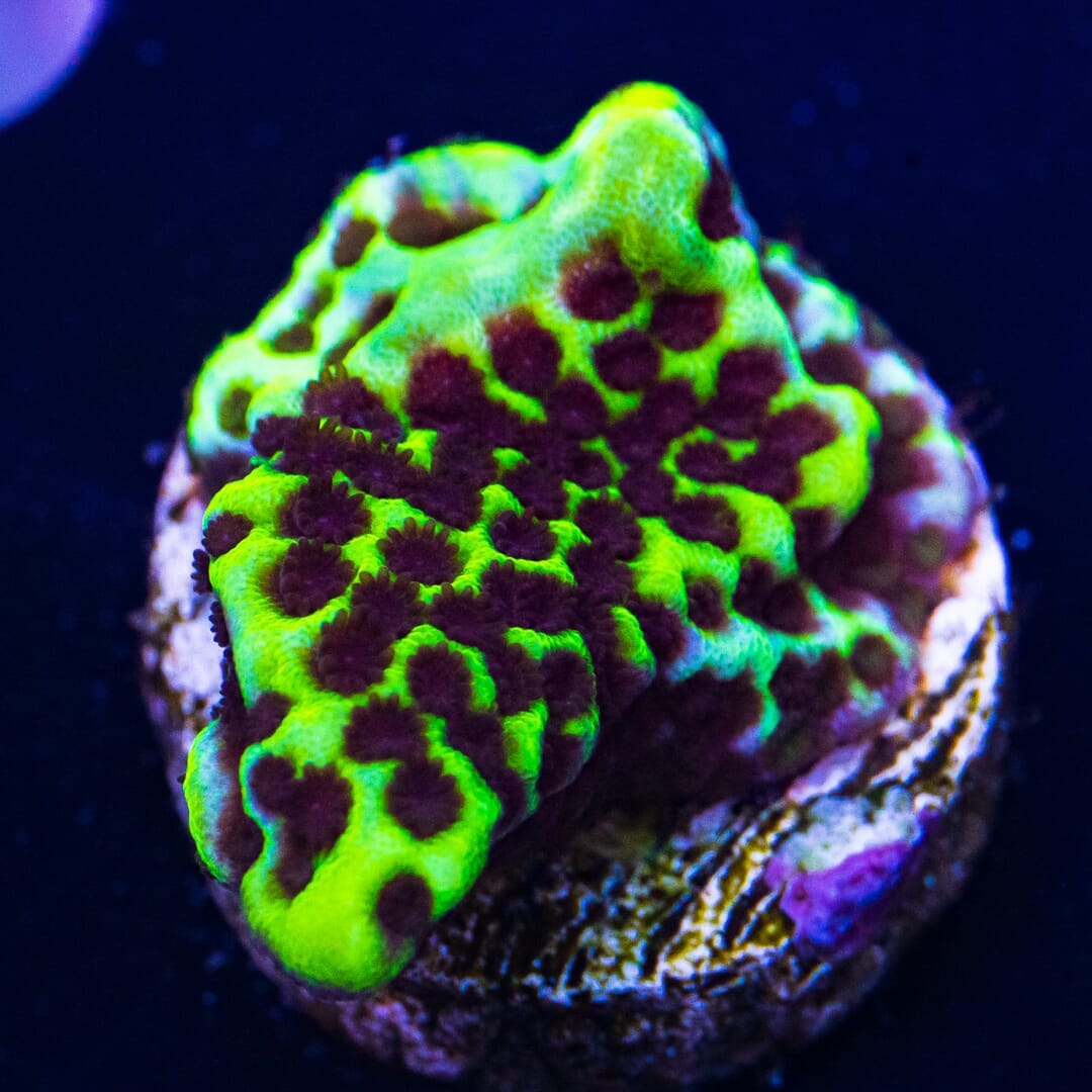 Neon Spongodes Montipora - (NON-WYSIWYG)