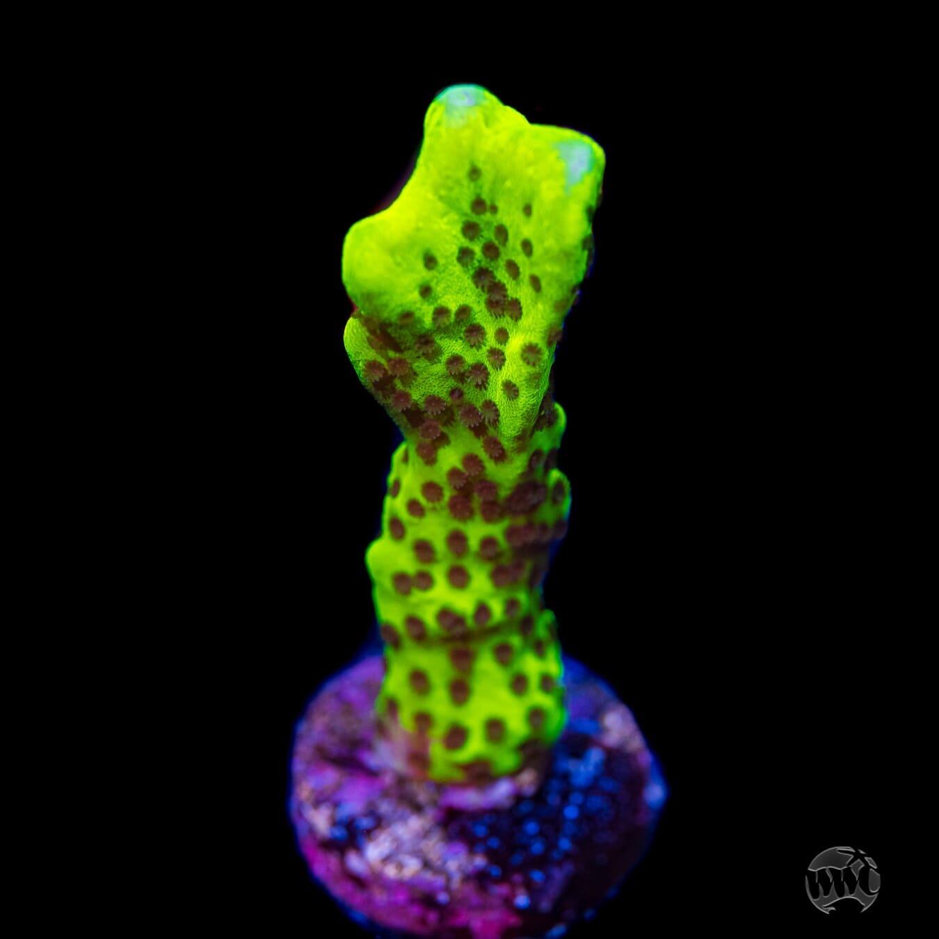 Neon Spongodes Montipora - (NON-WYSIWYG)