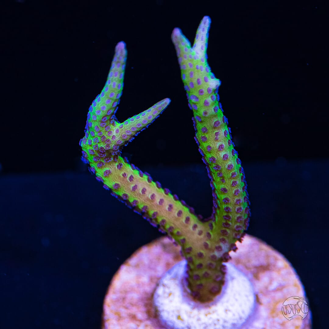 WWC Purple Polyp Birdsnest - (NON-WYSIWYG)