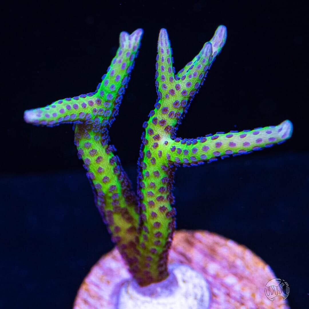 WWC Purple Polyp Birdsnest - (NON-WYSIWYG)