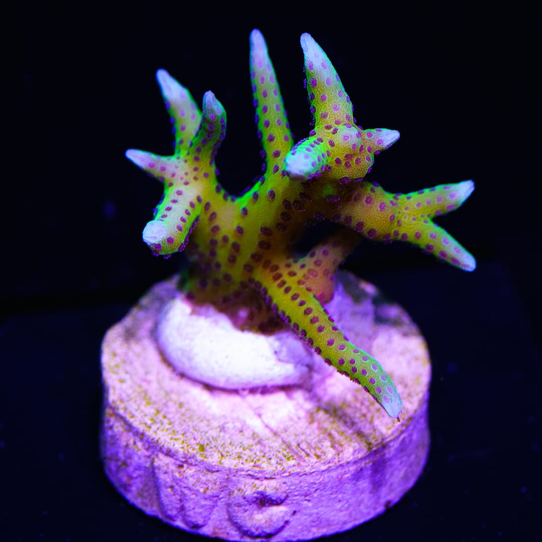 WWC Purple Polyp Birdsnest - (NON-WYSIWYG)