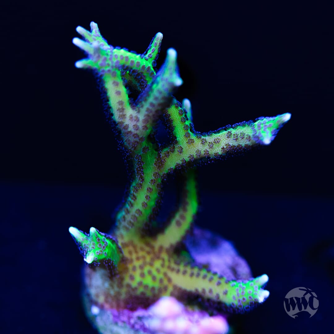 WWC Purple Polyp Birdsnest - (NON-WYSIWYG)