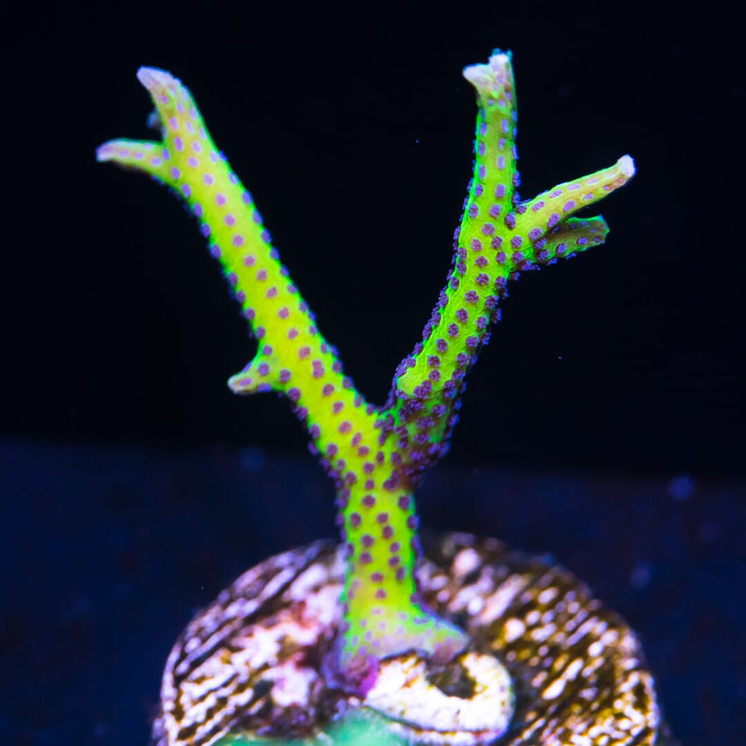 WWC Purple Polyp Birdsnest - (NON-WYSIWYG)