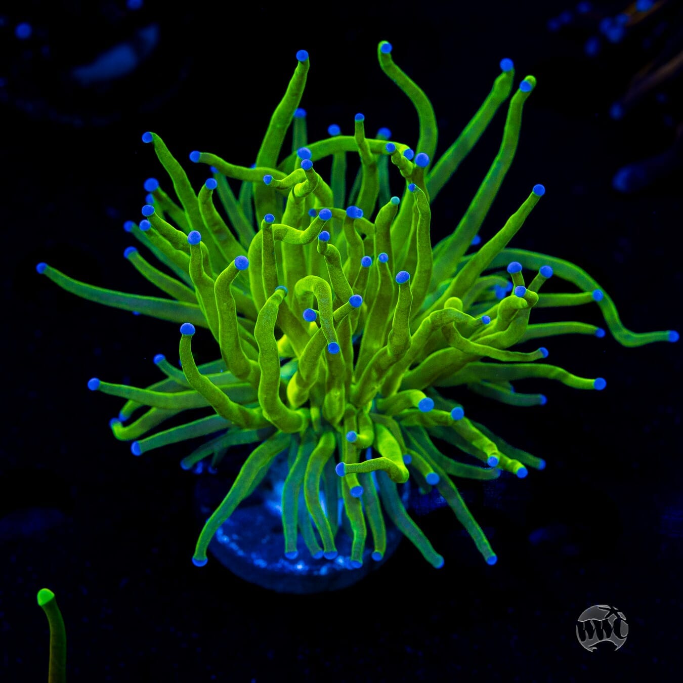 Blue Tip Torch - (NON-WYSIWYG)