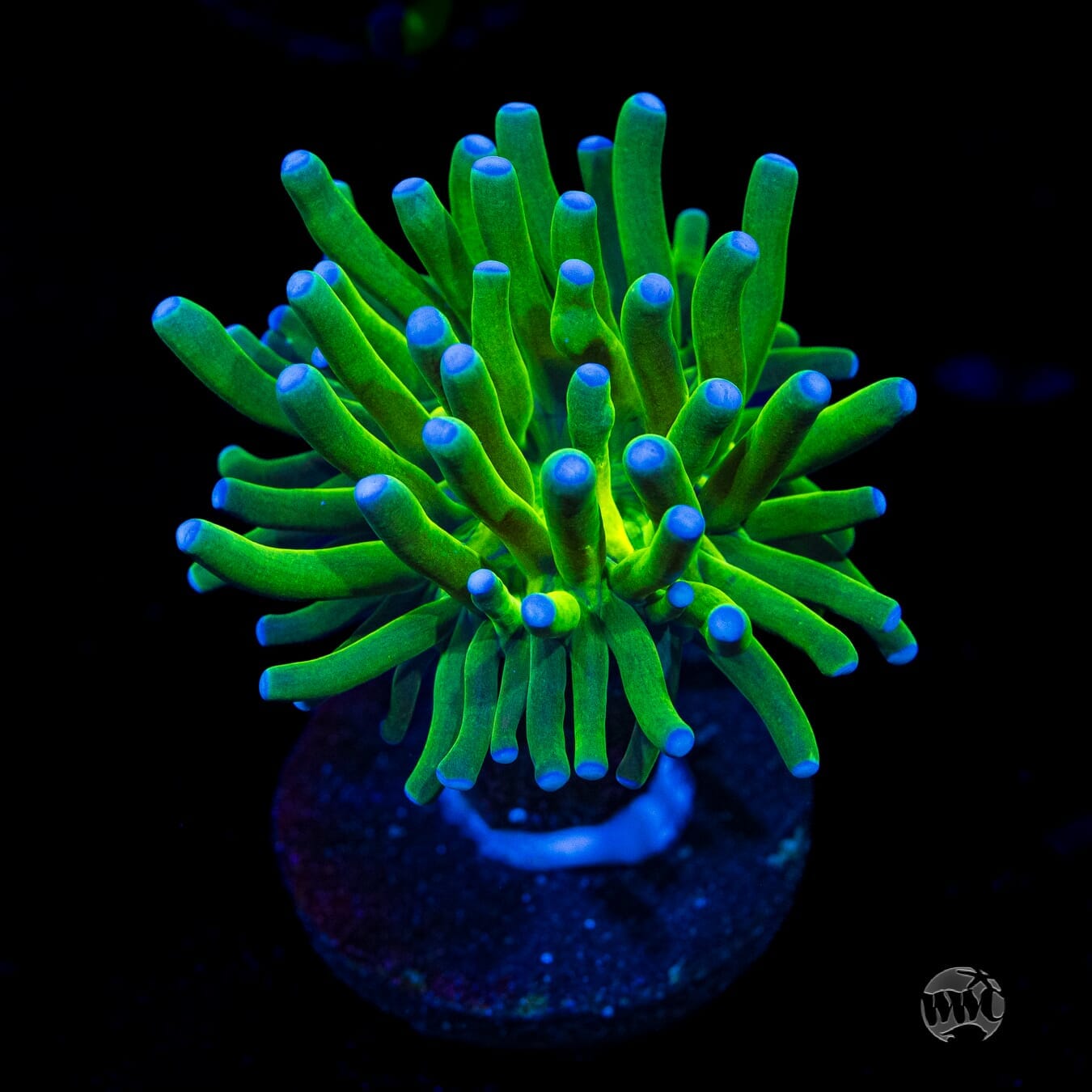 Blue Tip Torch - (NON-WYSIWYG)