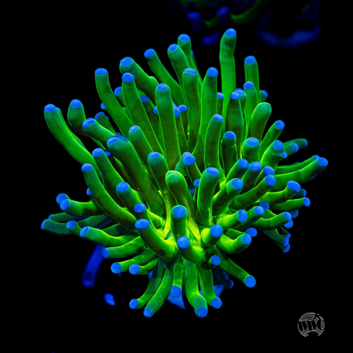 Blue Tip Torch - (NON-WYSIWYG)