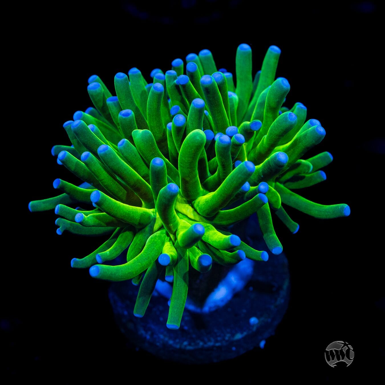 Blue Tip Torch - (NON-WYSIWYG)