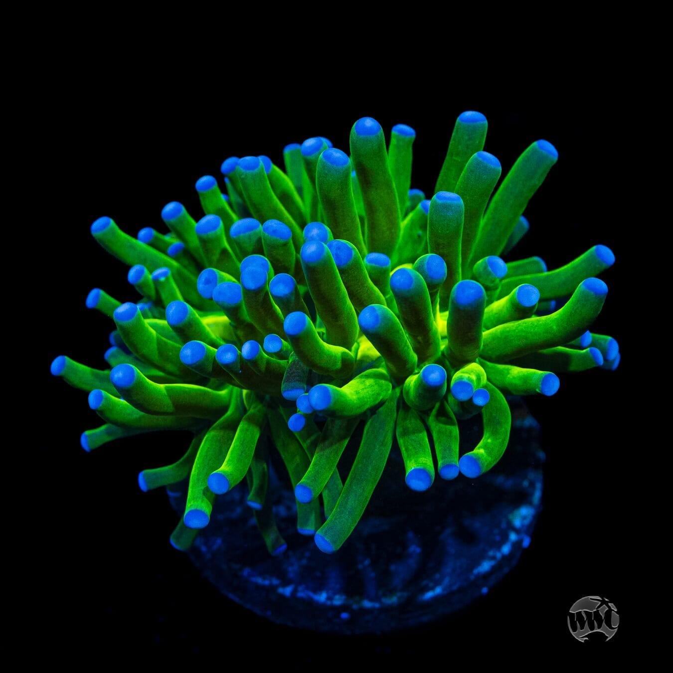Blue Tip Torch - (NON-WYSIWYG)
