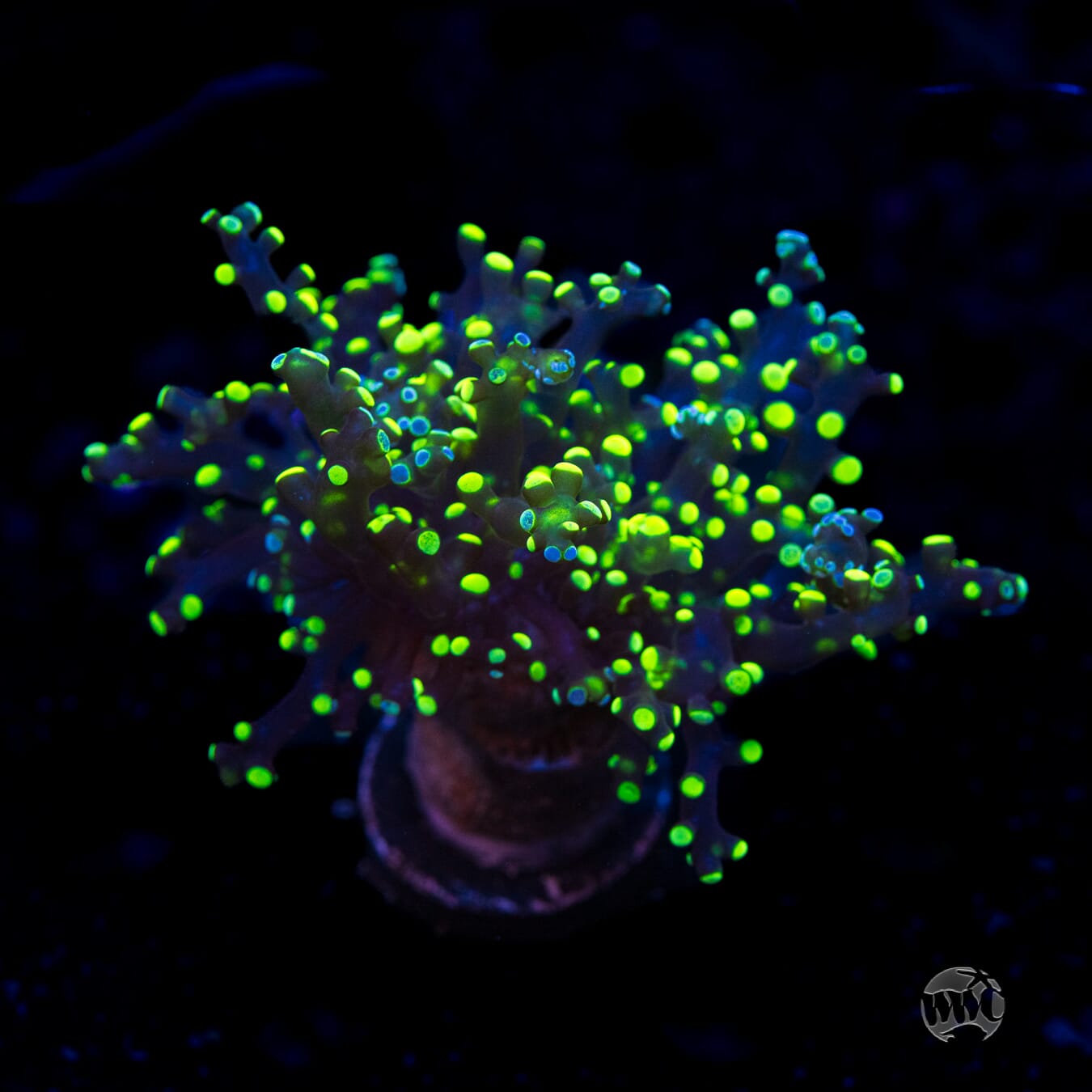 Neon Splatter Tip Branching Frogspawn - (NON-WYSIWYG)