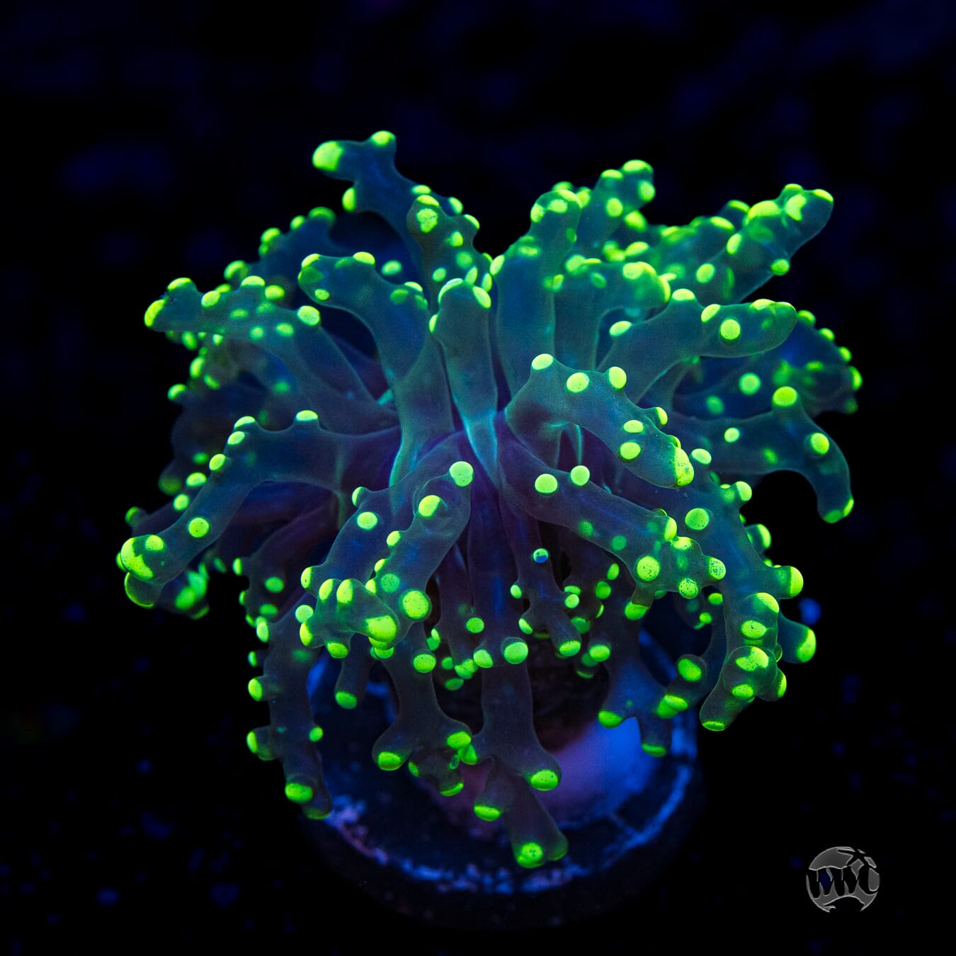 Neon Splatter Tip Branching Frogspawn - (NON-WYSIWYG)