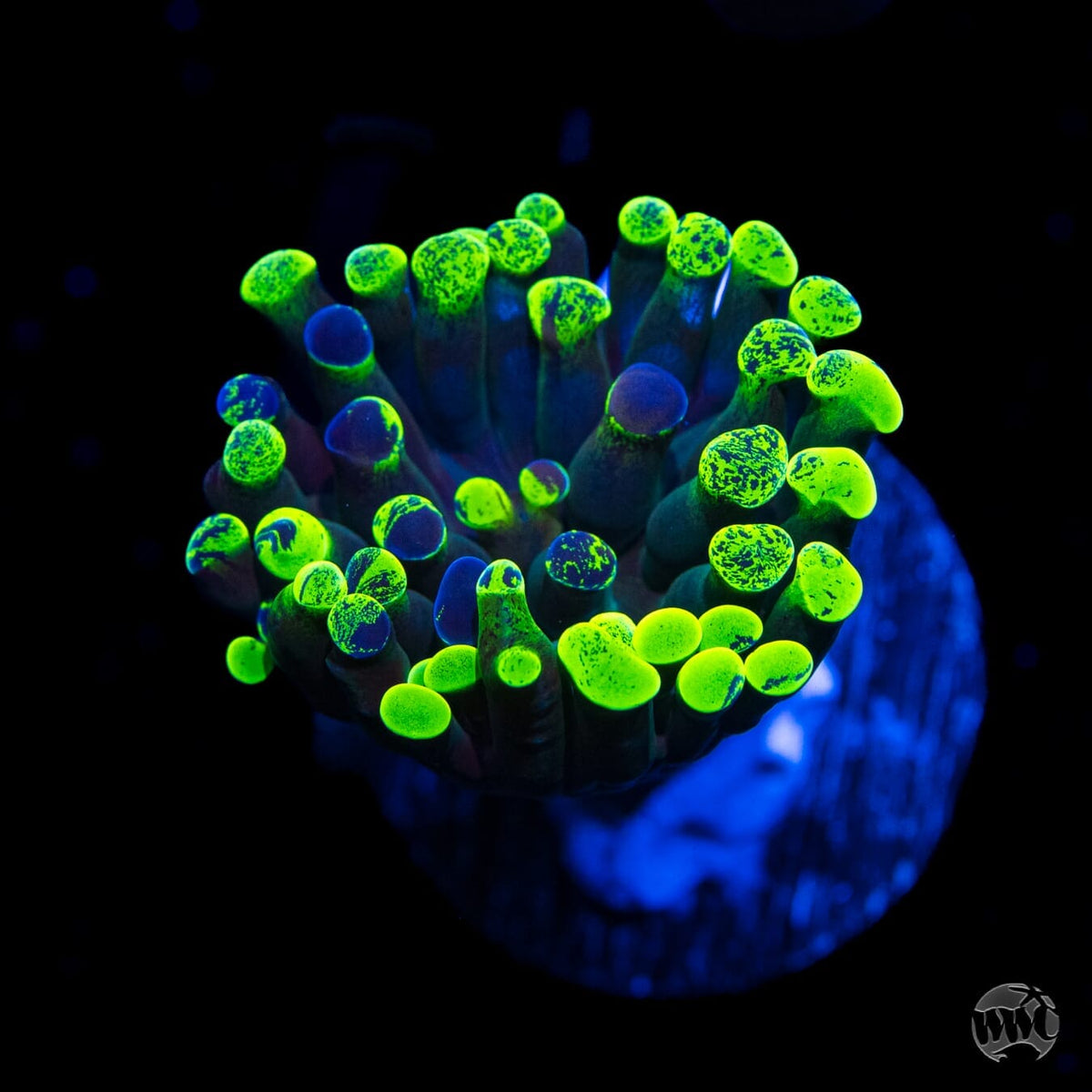 Neon Splatter Branching Hammer- (NON-WYSIWYG)