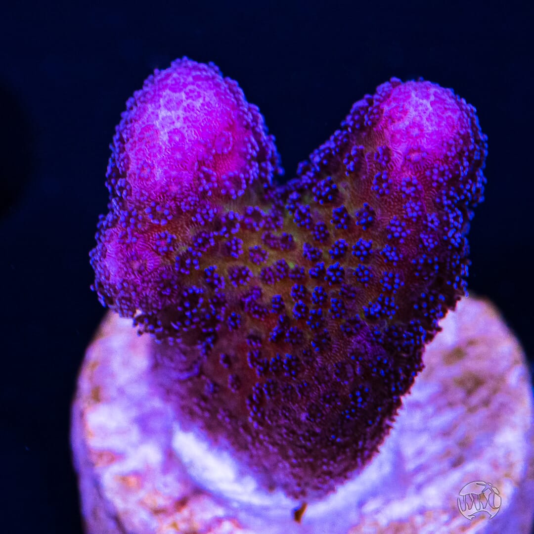 WWC Purple Stylophora - (NON-WYSIWYG)