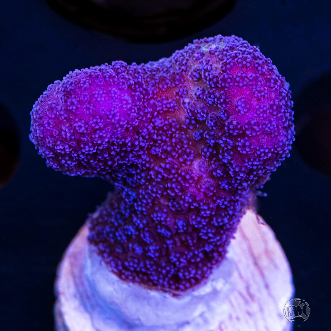 WWC Purple Stylophora - (NON-WYSIWYG)