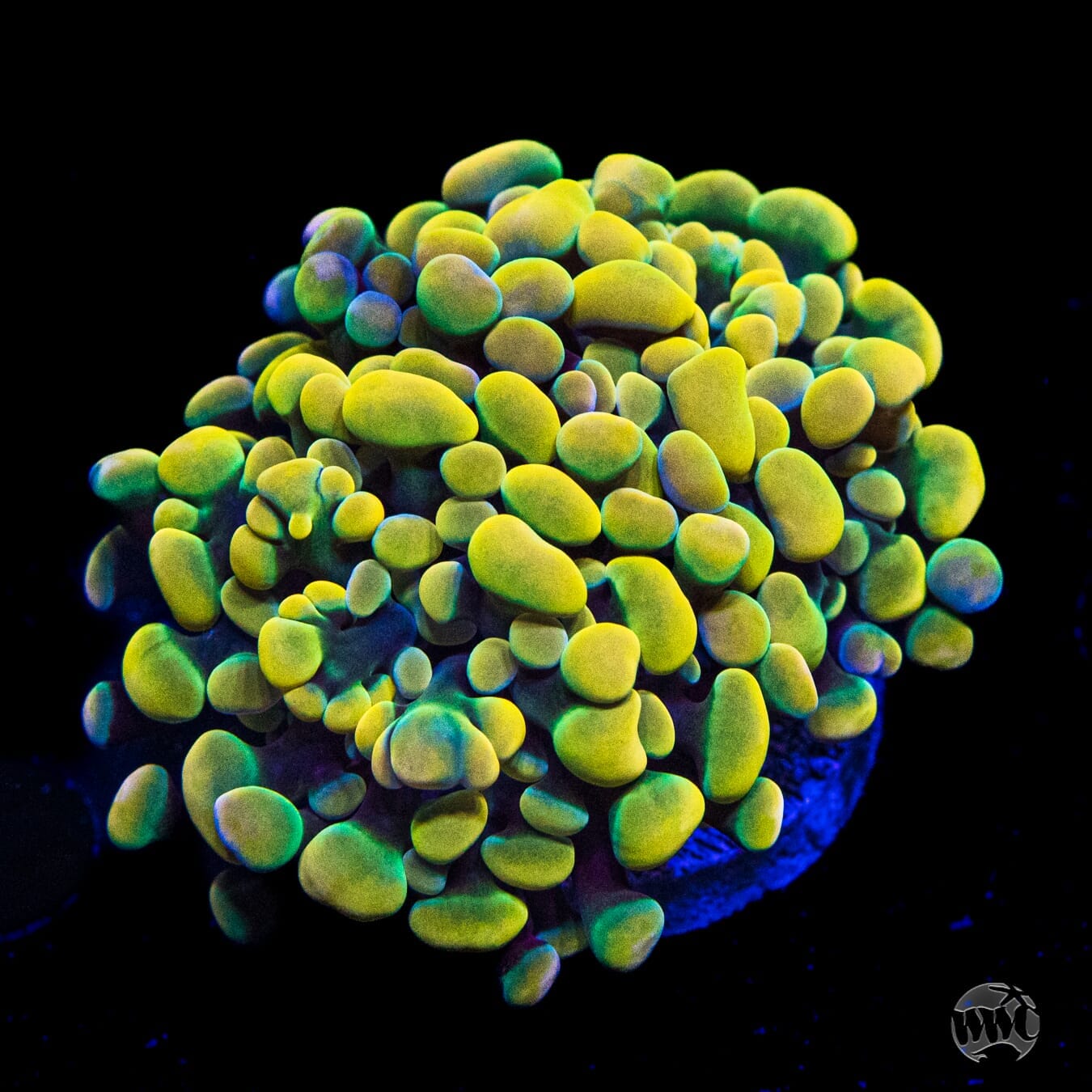 WWC Rainbow Branching Hammer - (NON-WYSIWYG)