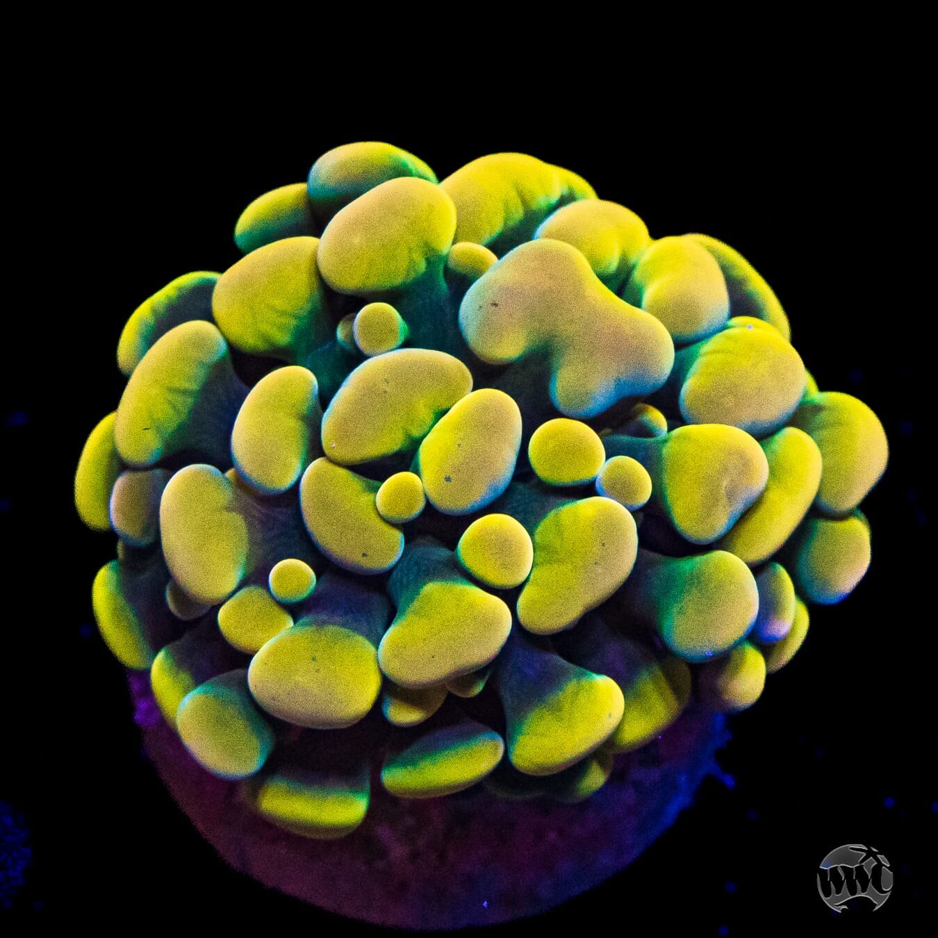 WWC Rainbow Branching Hammer - (NON-WYSIWYG)