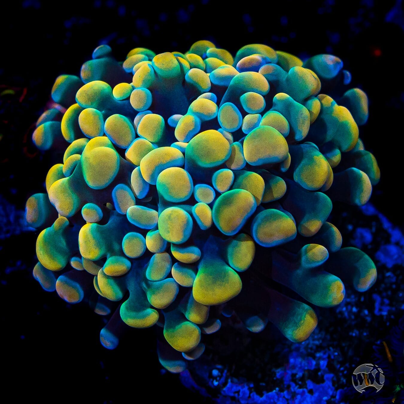 WWC Rainbow Branching Hammer - (NON-WYSIWYG)