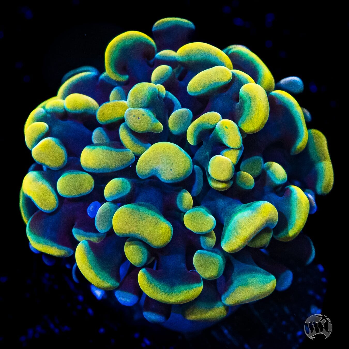 WWC Rainbow Branching Hammer - (NON-WYSIWYG)
