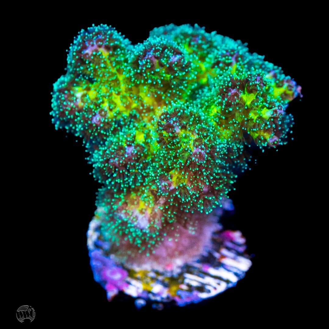 WWC Rainbow Pocillopora - (NON-WYSIWYG)