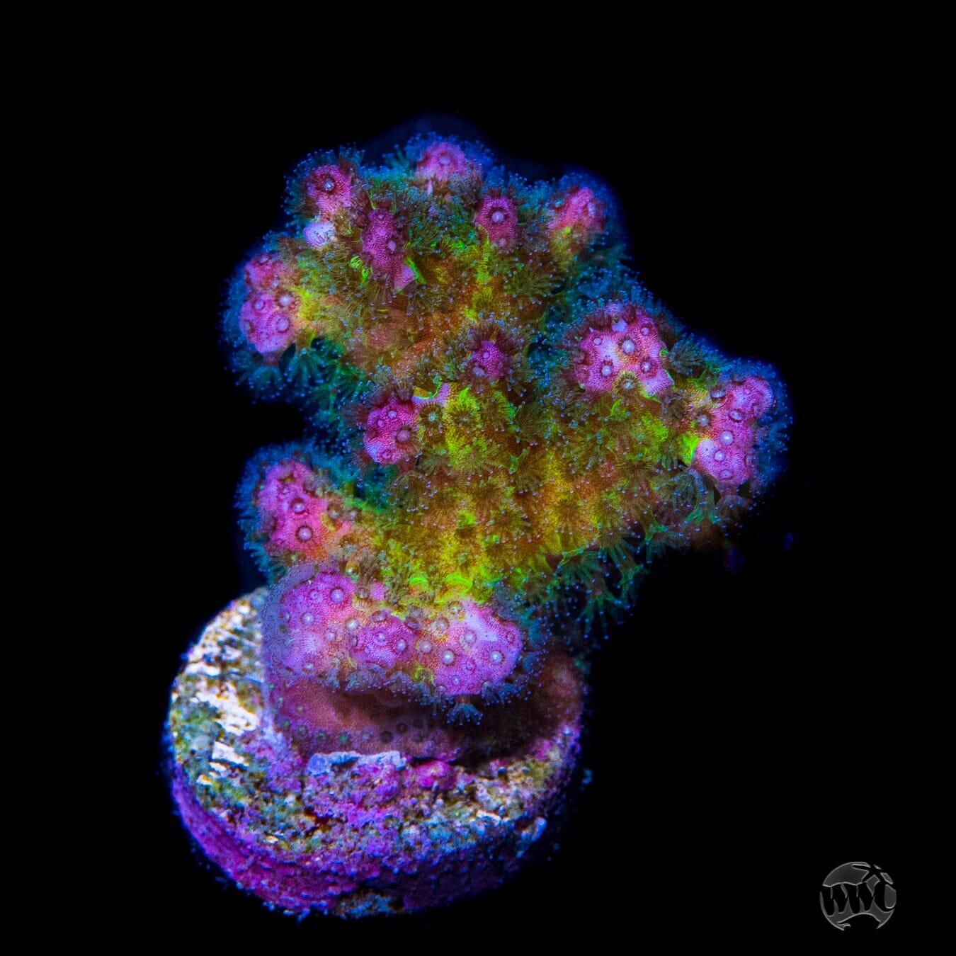 WWC Rainbow Pocillopora - (NON-WYSIWYG)
