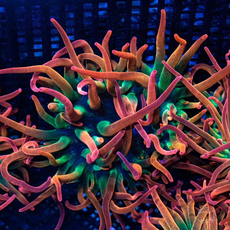 Rainbow Bubble Anemone - SM (NON-WYSIWYG)