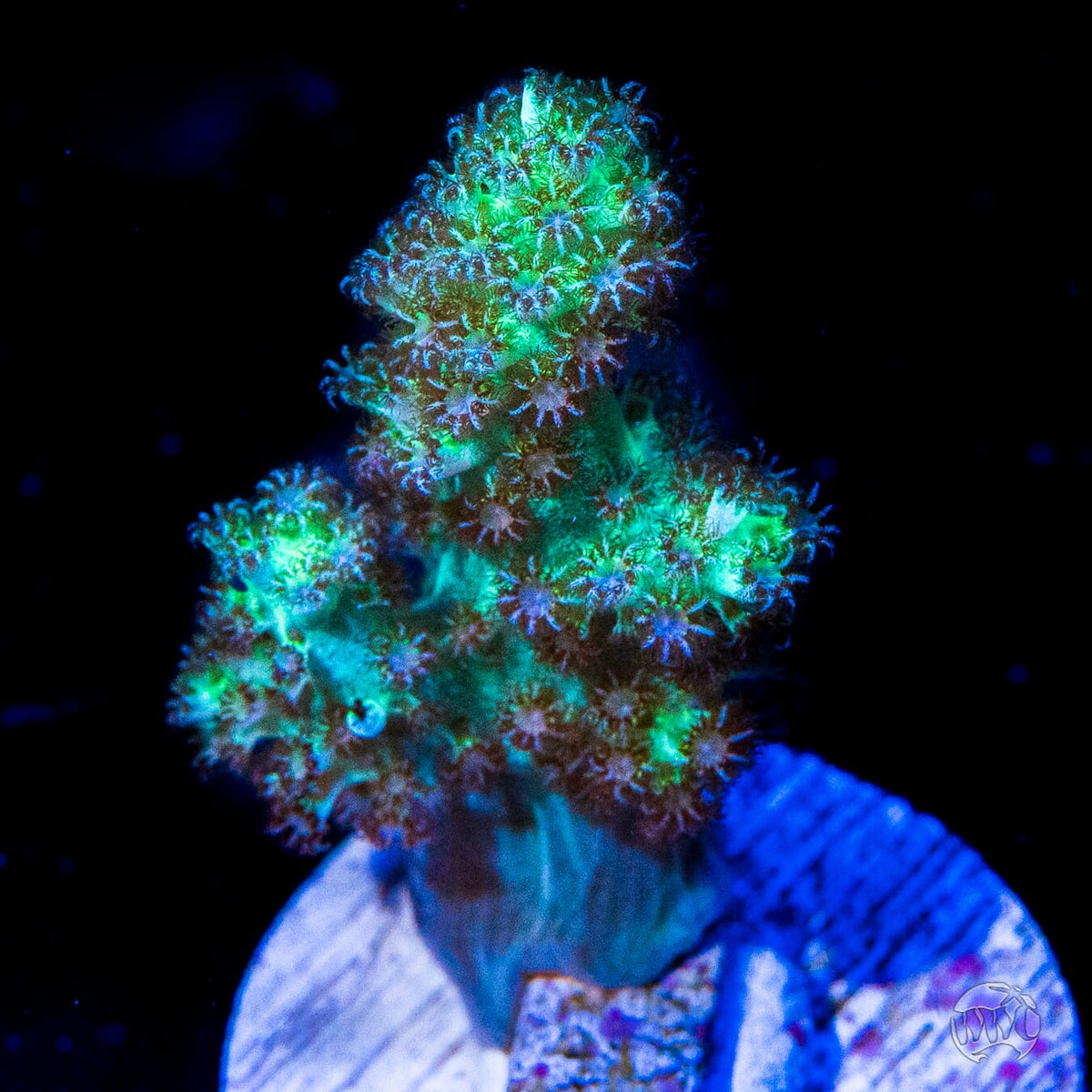 WWC Solomon Hairy Leather - (NON-WYSIWYG)
