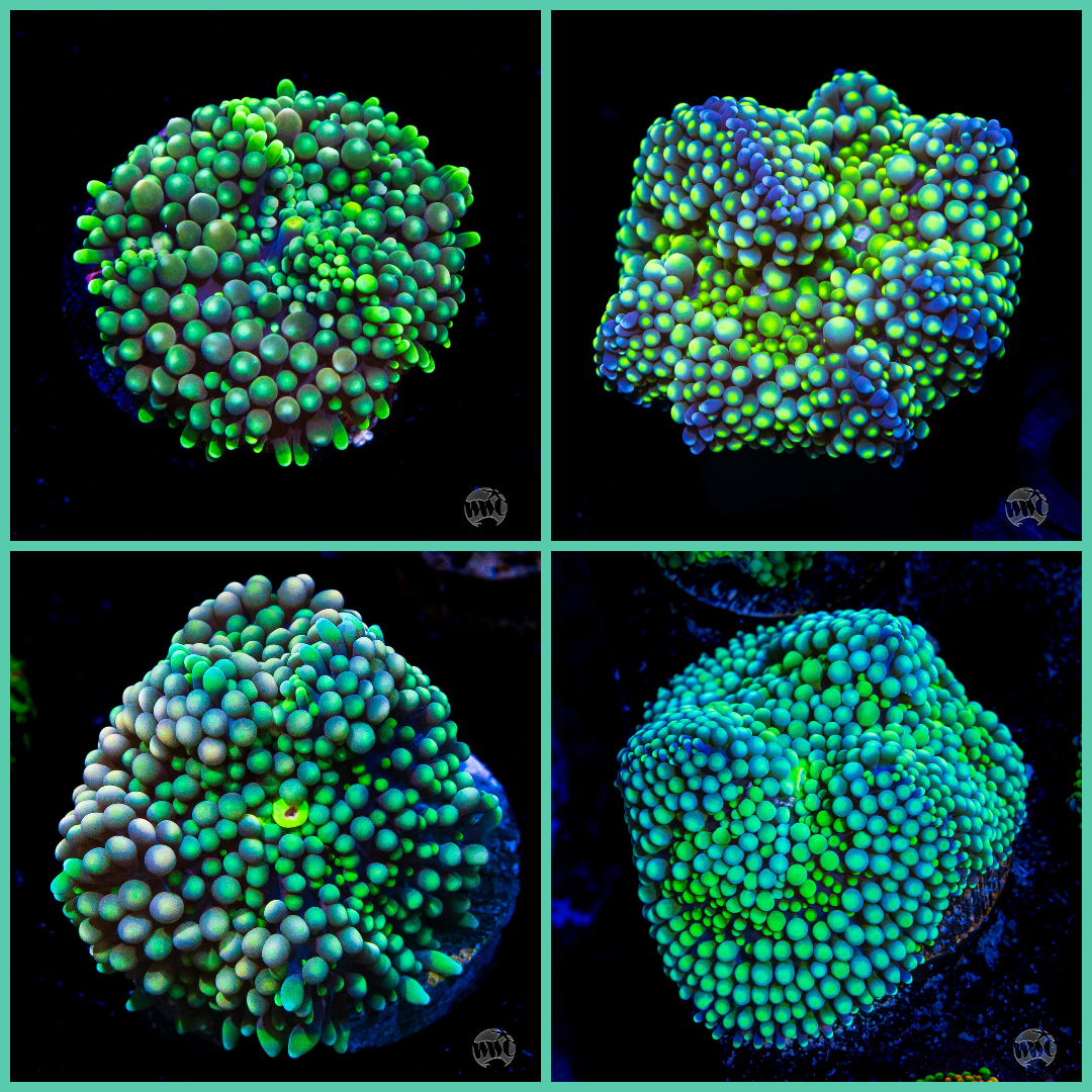 Mystery Frosted Ricordea - (You will receive ONE NON-WYSIWYG Frag)