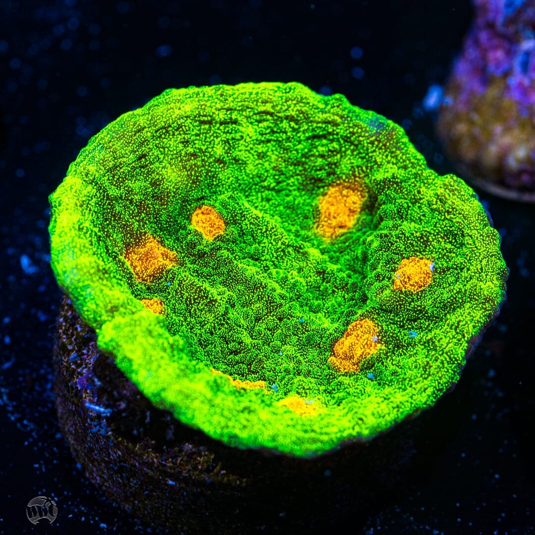 WWC Space Invader Mycedium Chalice - (NON-WYSIWYG)