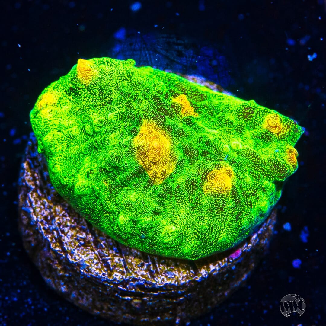 WWC Space Invader Mycedium Chalice - (NON-WYSIWYG)