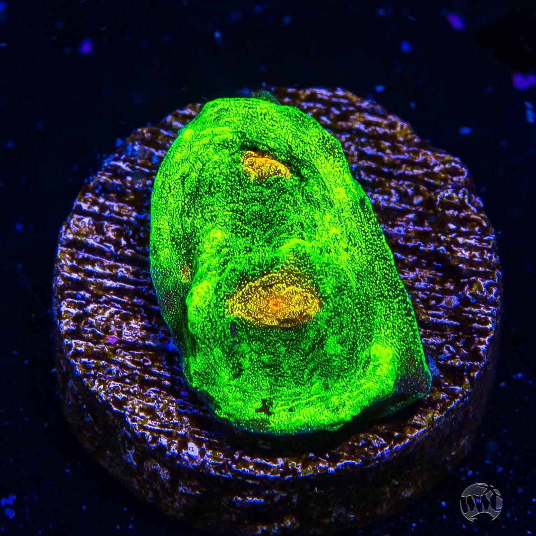 WWC Space Invader Mycedium Chalice - (NON-WYSIWYG)