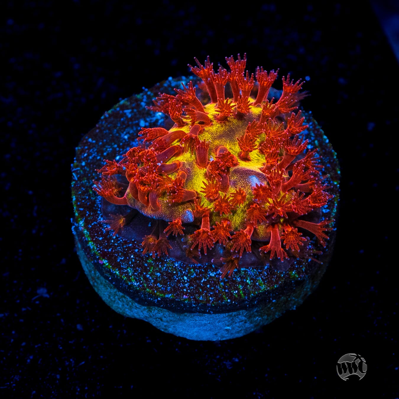 Jason Fox Burning Banana Stylocoeniella