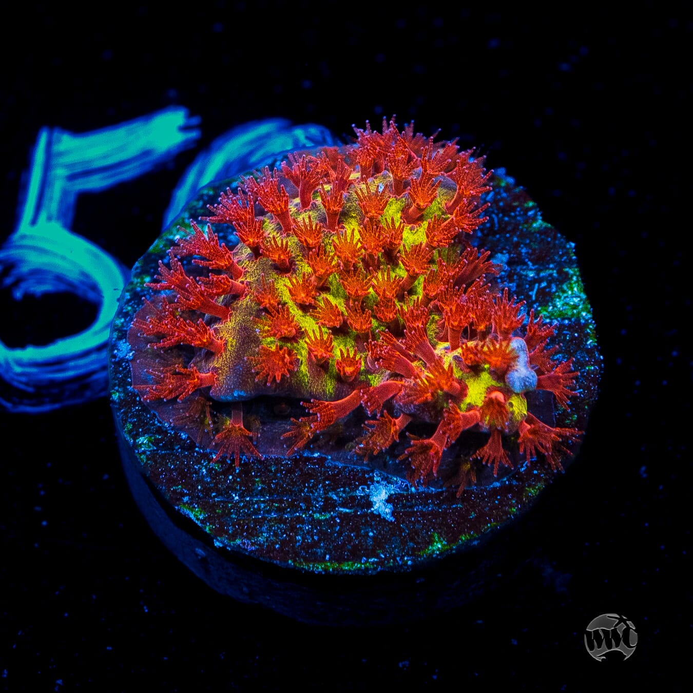 Jason Fox Burning Banana Stylocoeniella