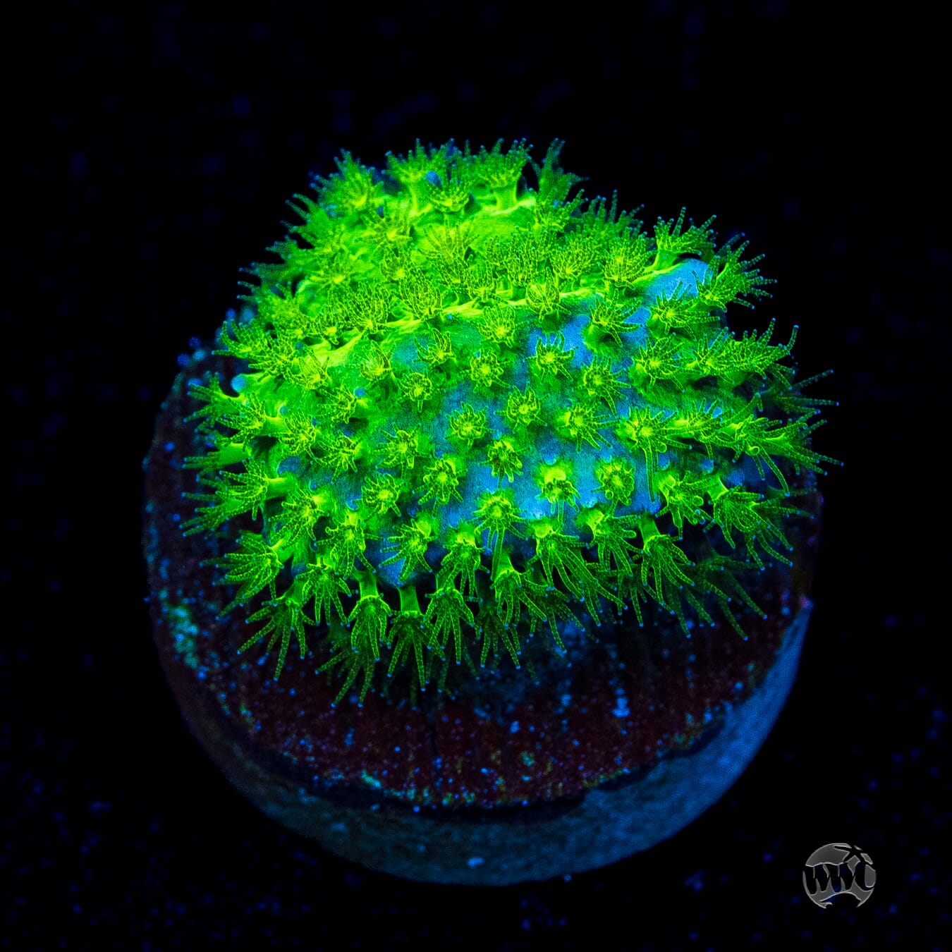 WWC Night Vision Stylocoeniella