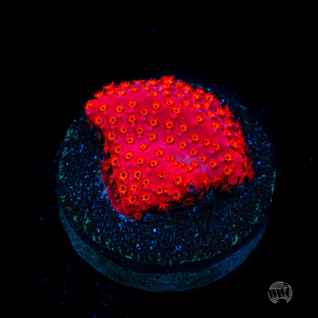 WWC Firecracker Stylocoeniella