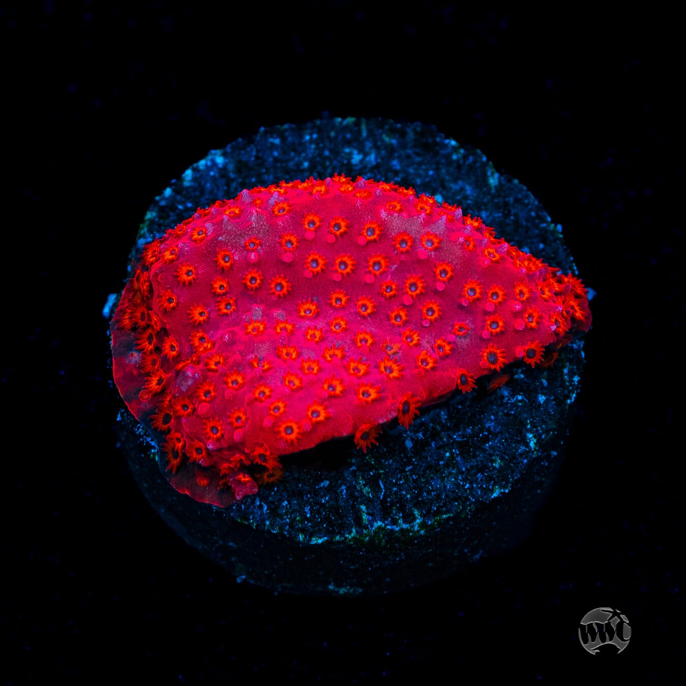 WWC Firecracker Stylocoeniella