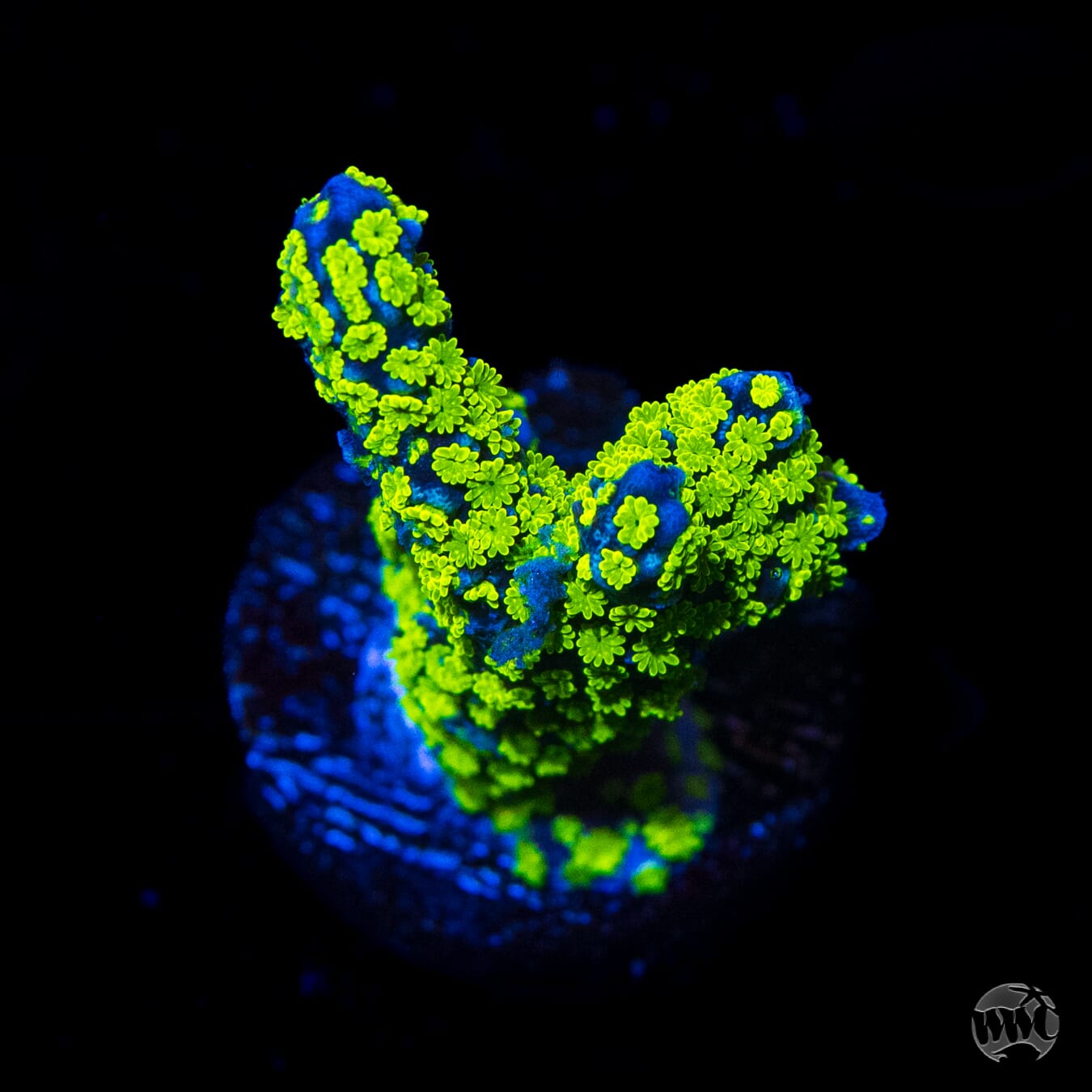 Tubbs Stellata Montipora Coral