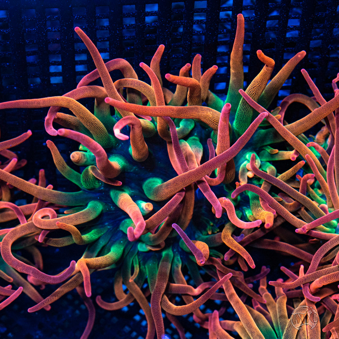 Rainbow Bubble Anemone